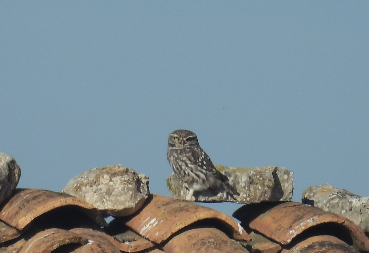 Steinkauz - ML646680443