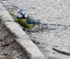 Blaumeise - ML646680444