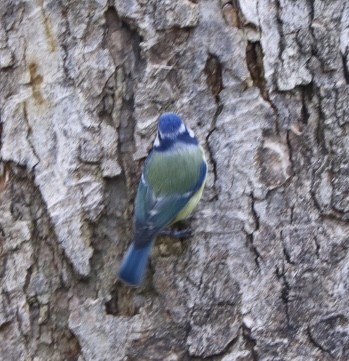 Blaumeise - ML646680445