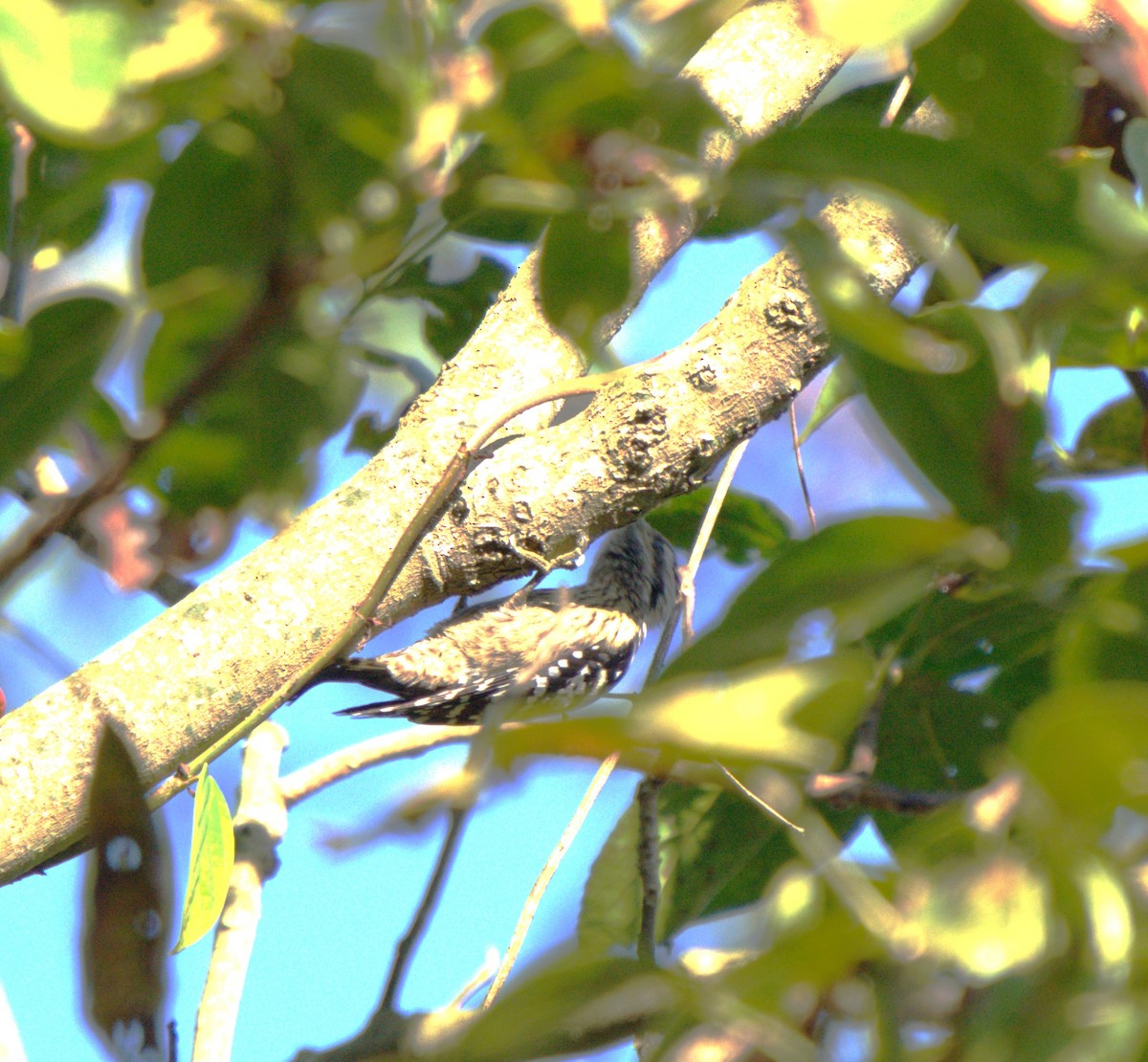 Grauscheitelspecht - ML646680446