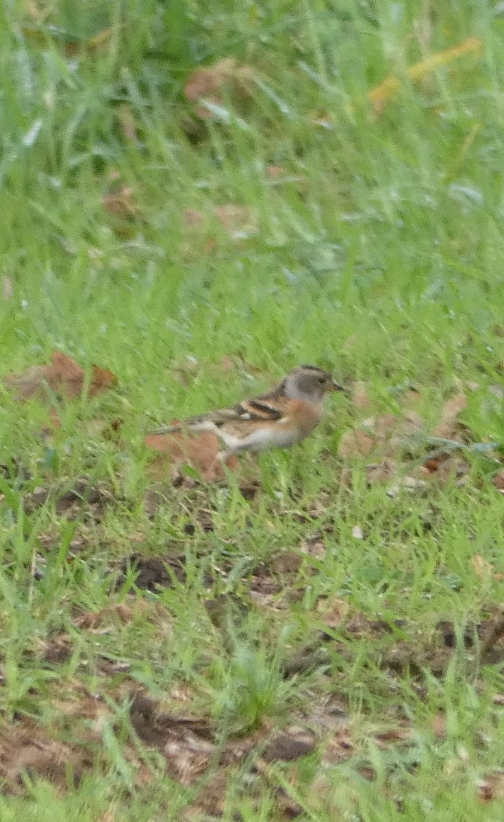 Bergfink - ML646680447