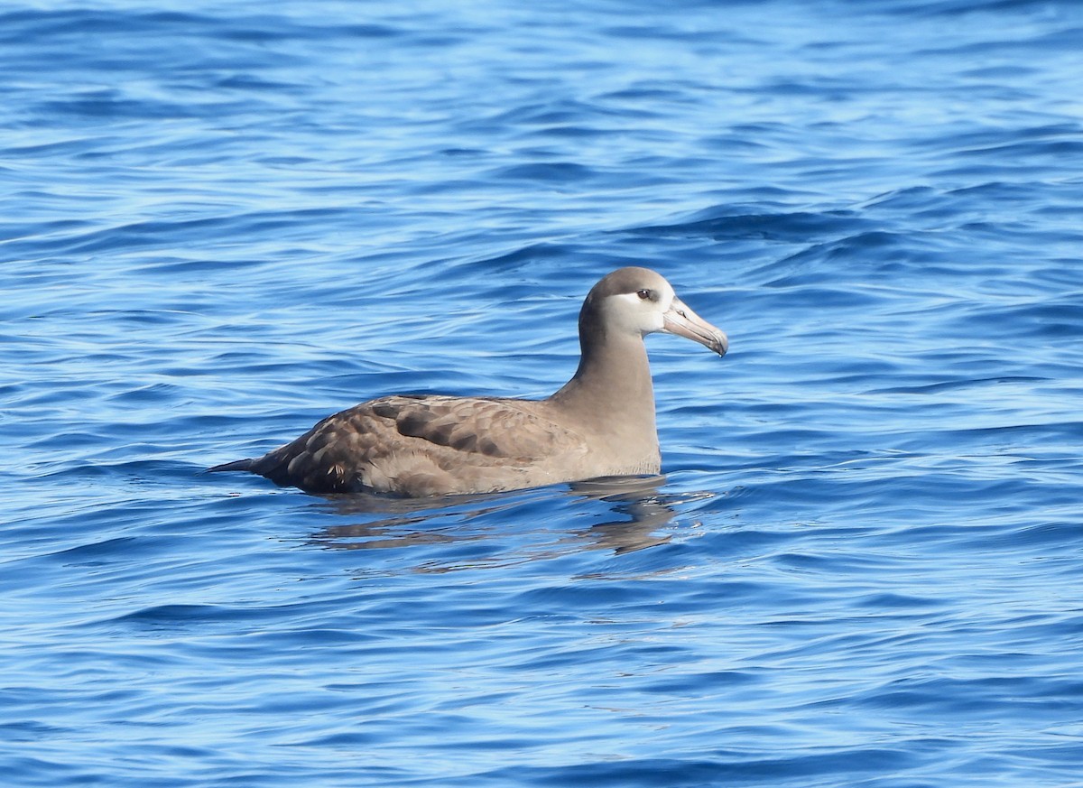 Schwarzfußalbatros - ML646680448