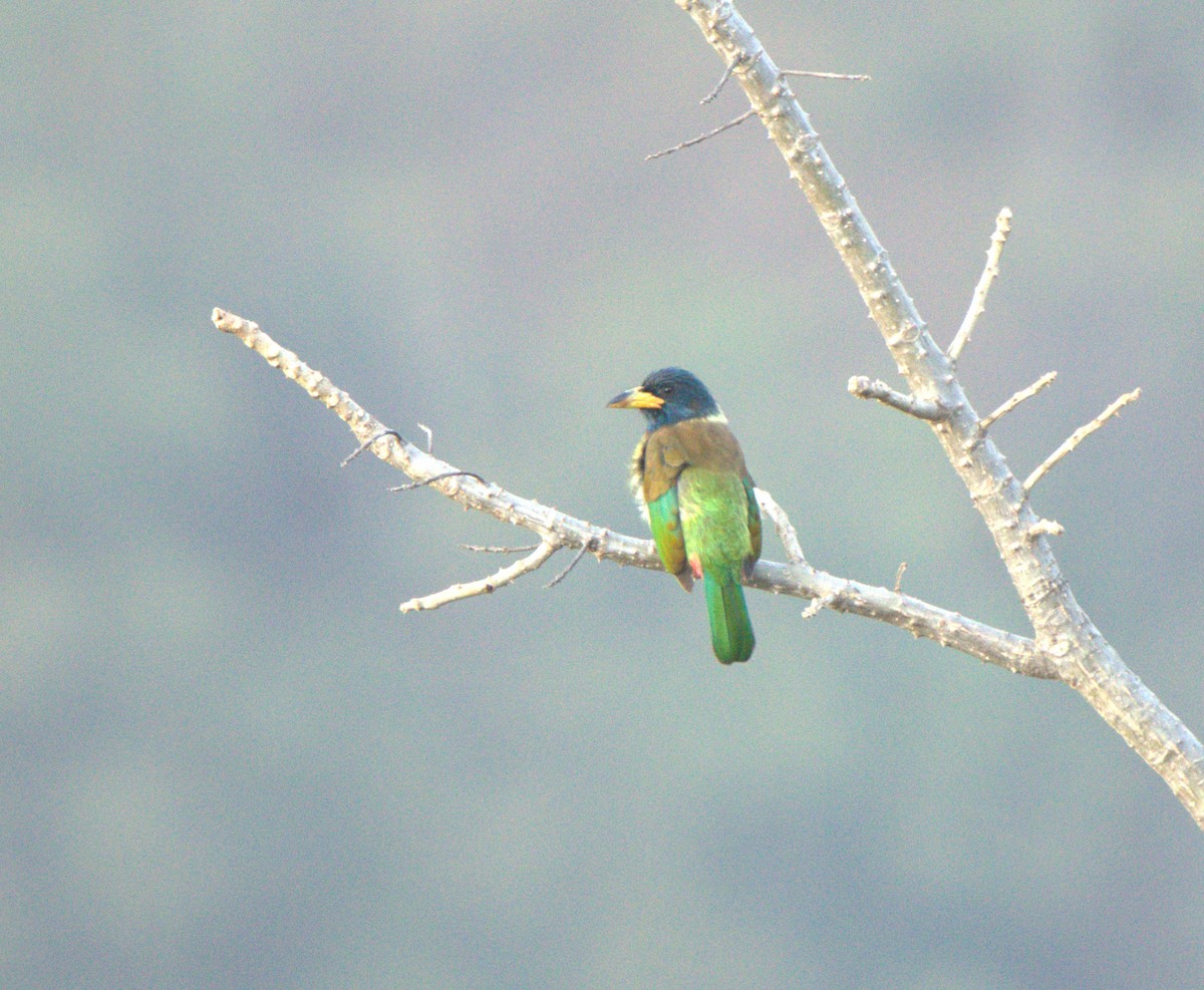 Heulbartvogel - ML646680449