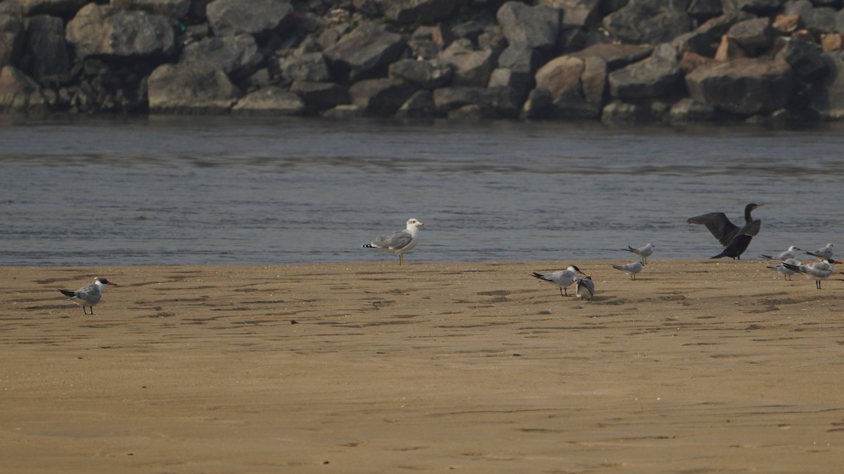 Fischmöwe - ML646680451