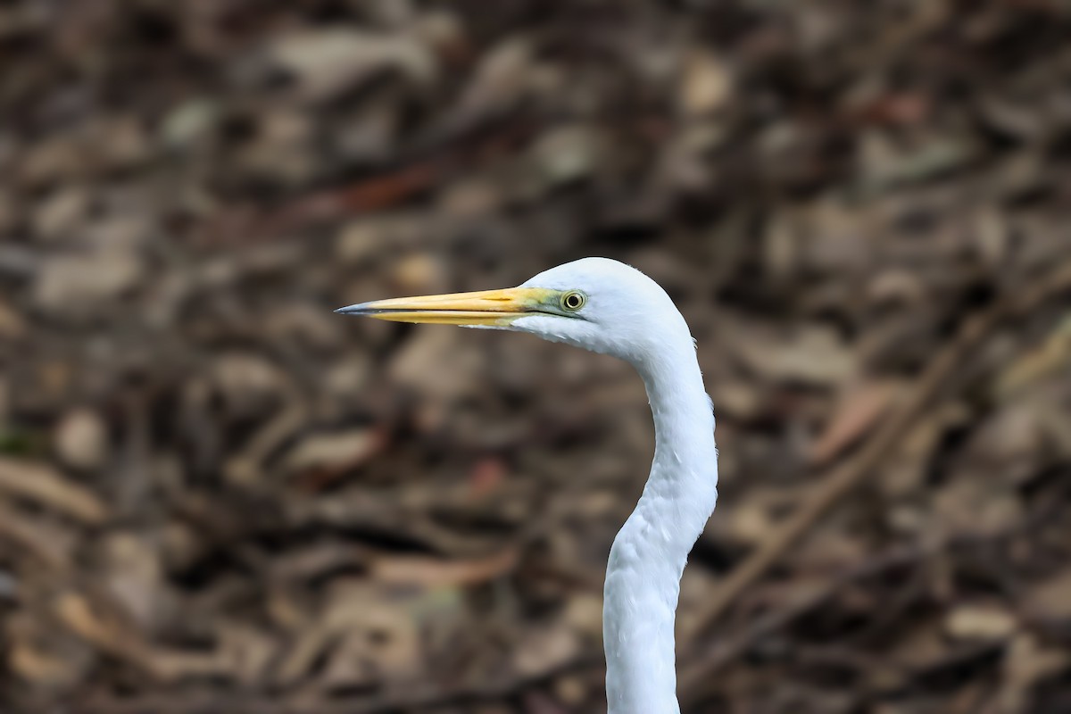 Silberreiher - ML646680452