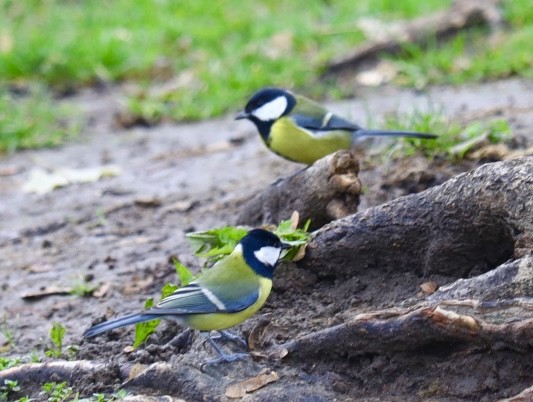 Kohlmeise - ML646680453