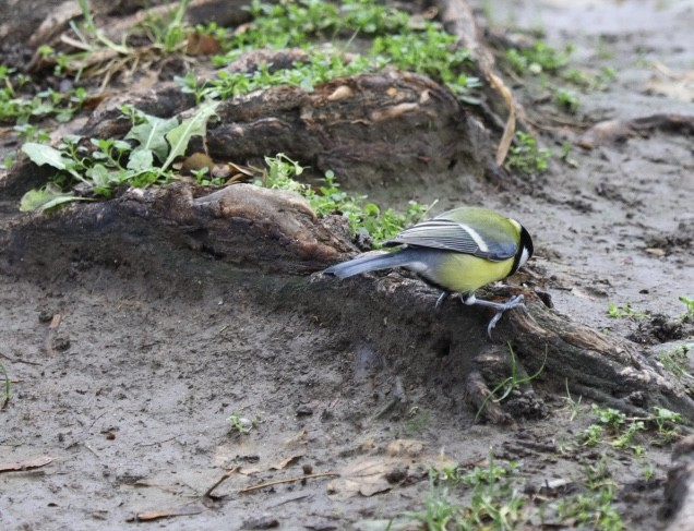 Kohlmeise - ML646680454