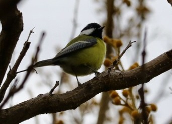 Kohlmeise - ML646680455