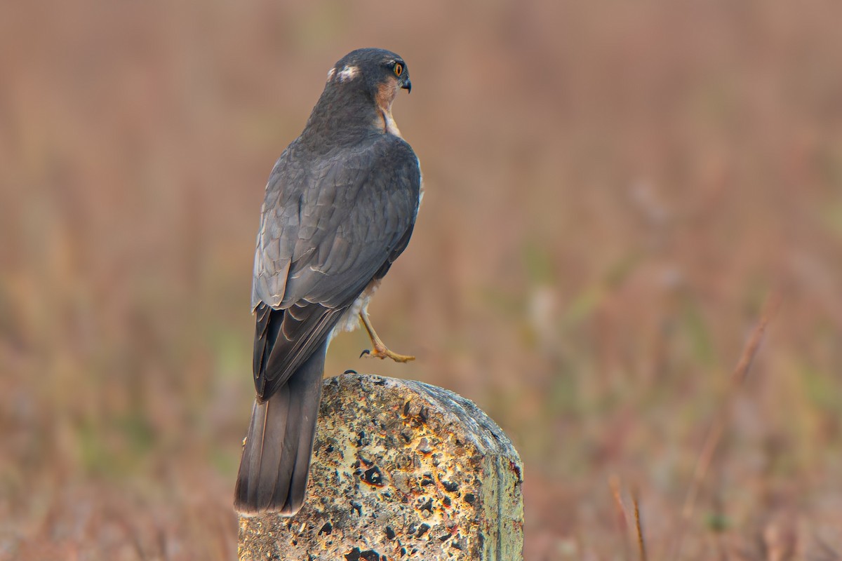 Sperber - ML646680456