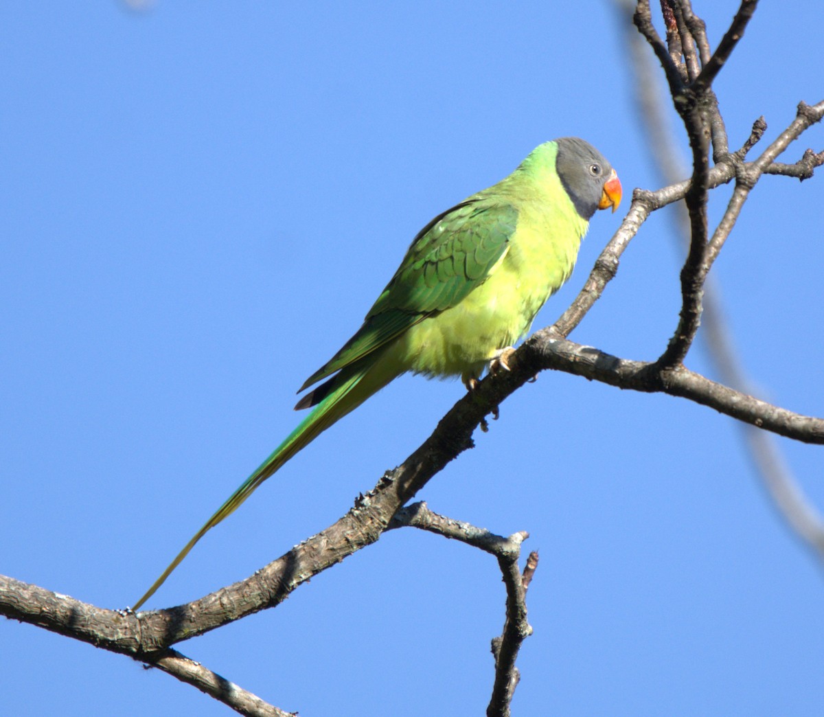 Himalajasittich - ML646680458