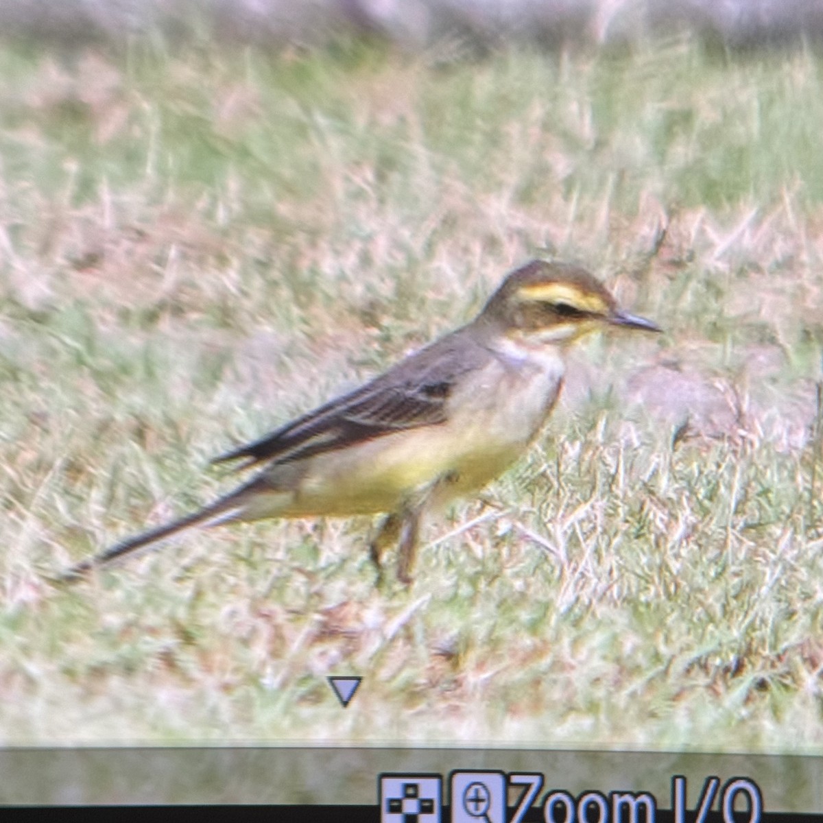 Eastern Yellow Wagtail (Green-headed) - ML646680459