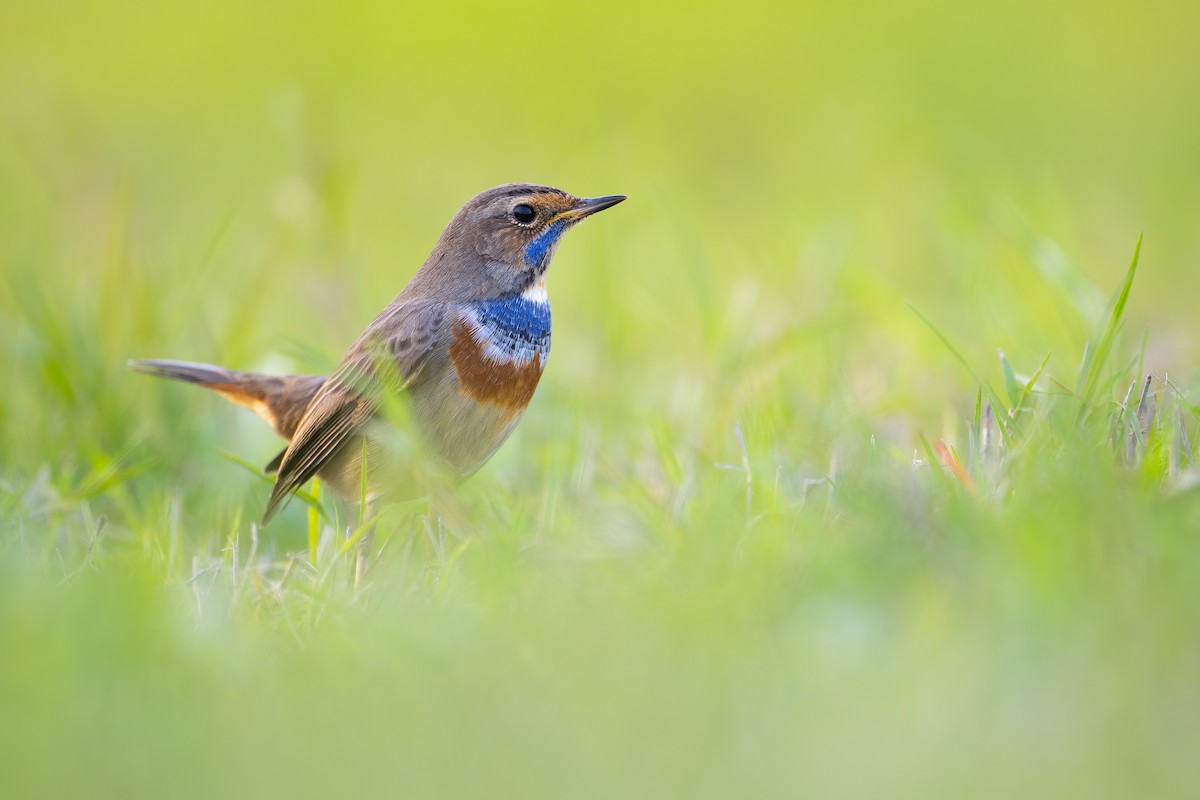 Blaukehlchen - ML646680460