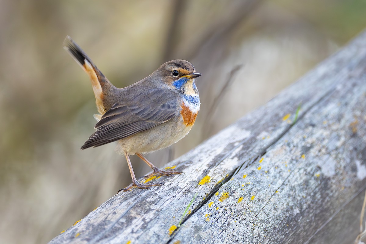 Blaukehlchen - ML646680461
