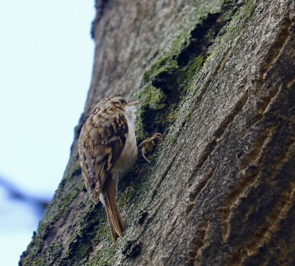 Waldbaumläufer - ML646680462