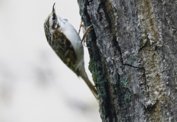 Gartenbaumläufer - ML646680463