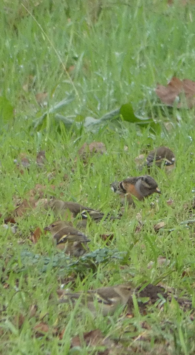 Bergfink - ML646680465