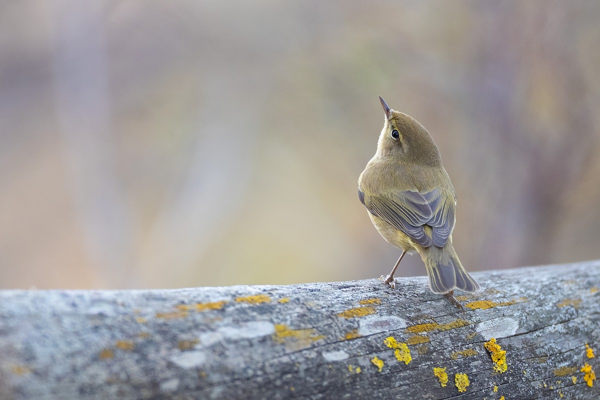 Zilpzalp - ML646680467