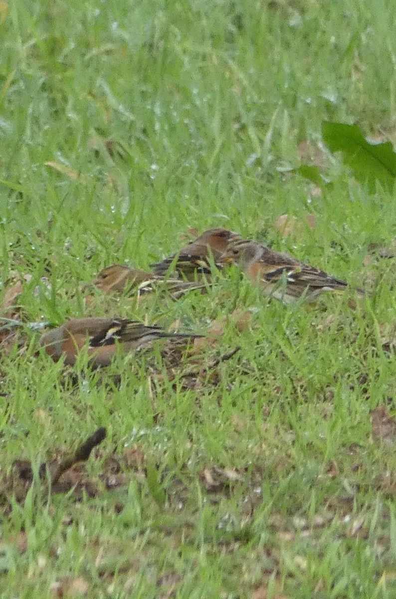 Bergfink - ML646680468