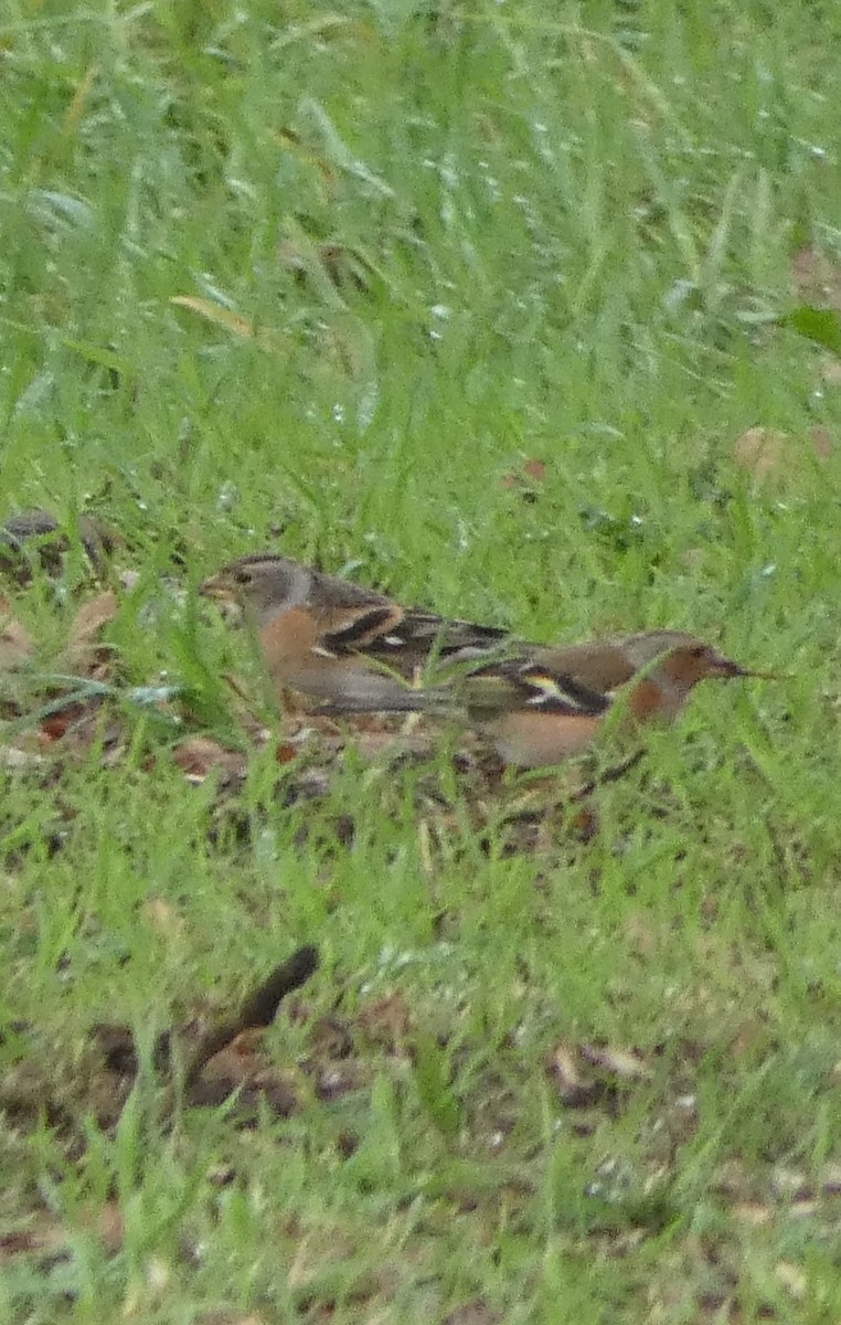 Bergfink - ML646680469