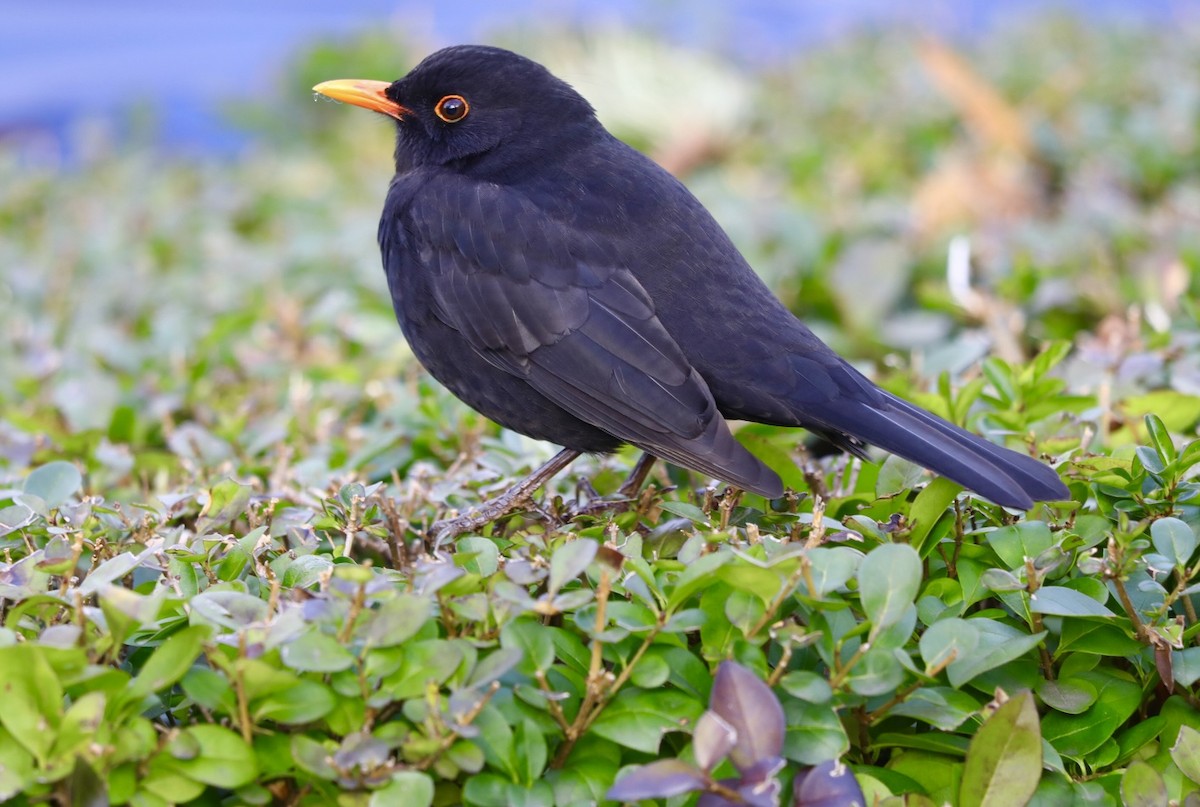 Amsel - ML646680474