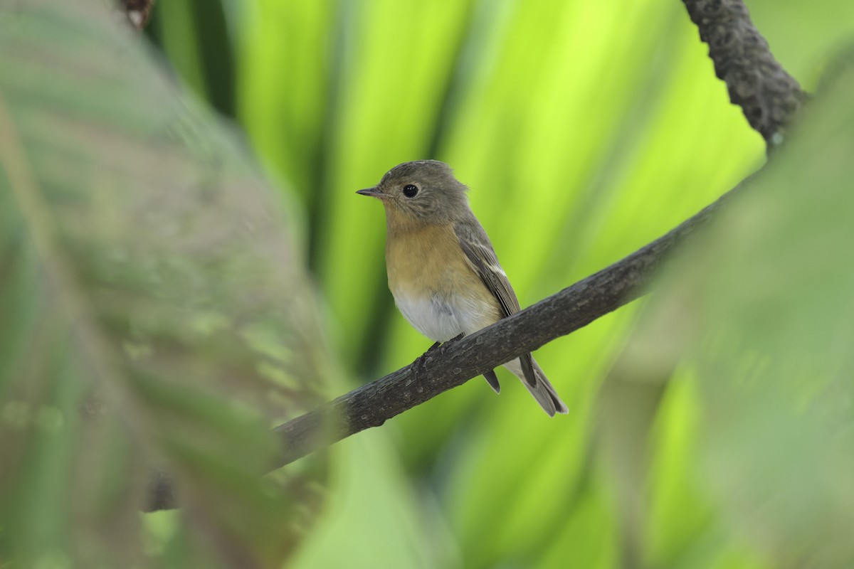 Mugimaki Flycatcher - ML646680475