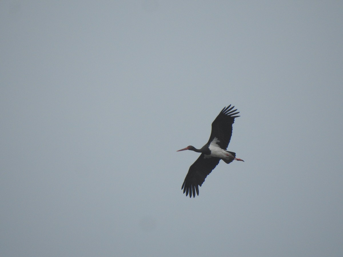 Schwarzstorch - ML646680476