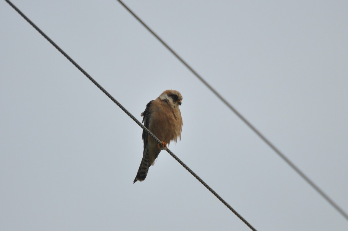 ニシアカアシチョウゲンボウ - ML646680478