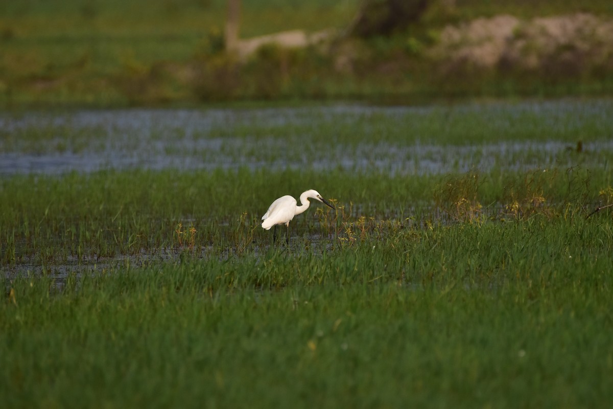 Little Egret - ML646680479
