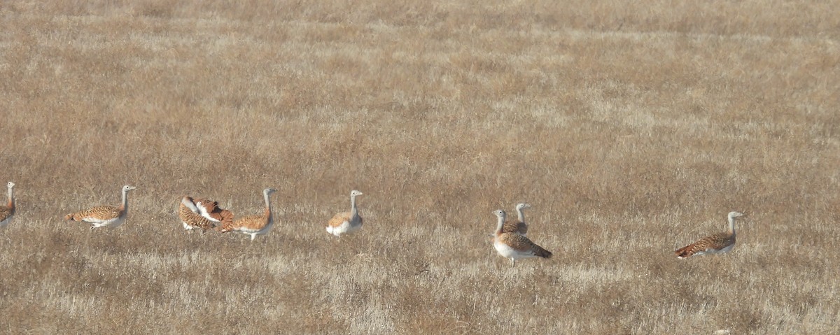 Great Bustard - ML646680481