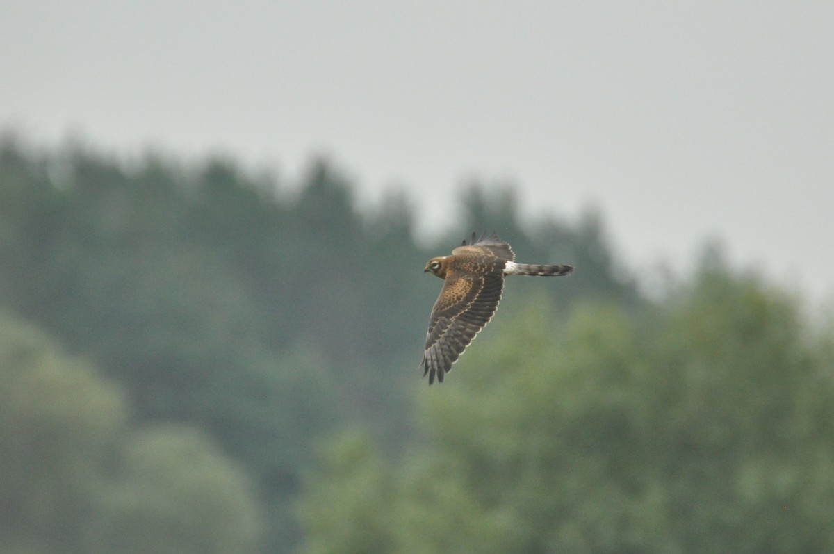 ヒメハイイロチュウヒ - ML646680482