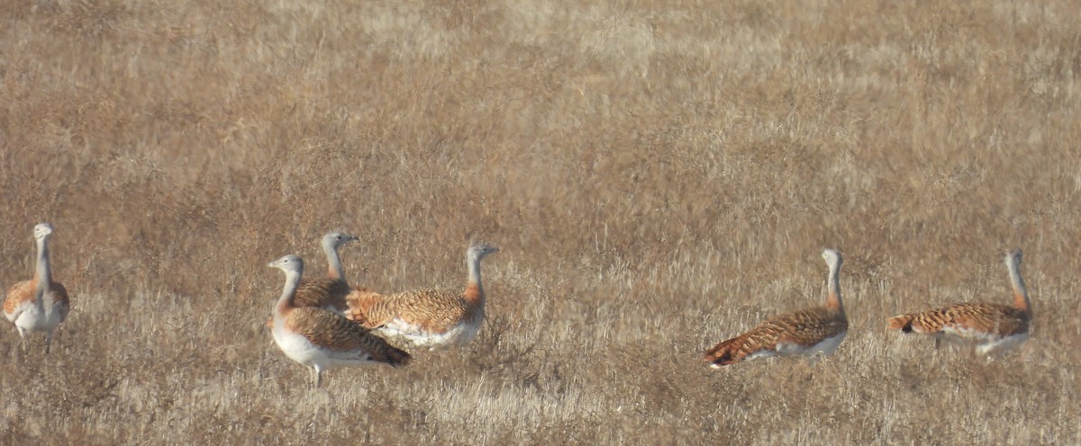 Great Bustard - ML646680483