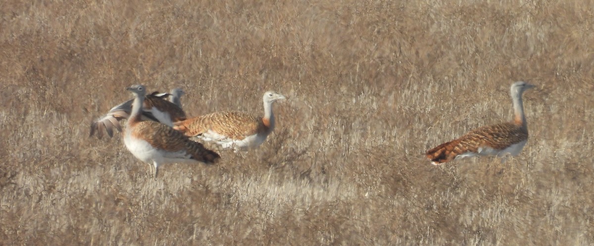 Great Bustard - ML646680486