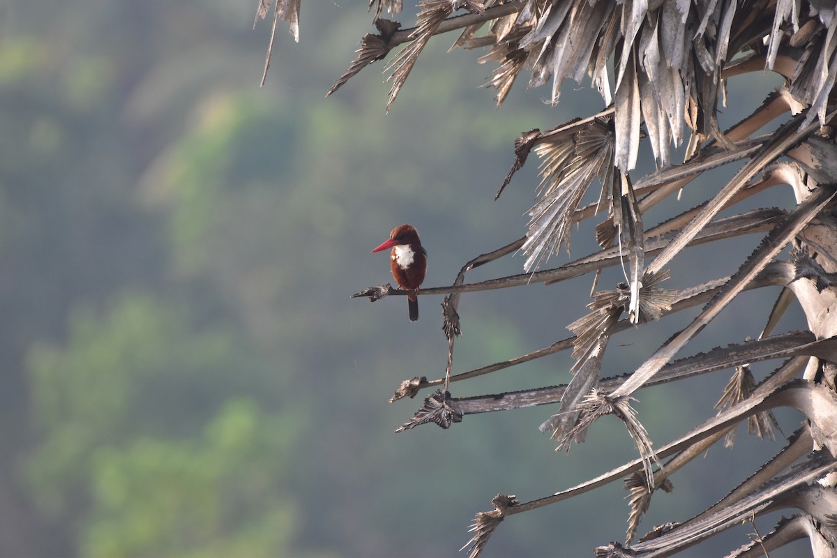 White-throated Kingfisher - ML646680489