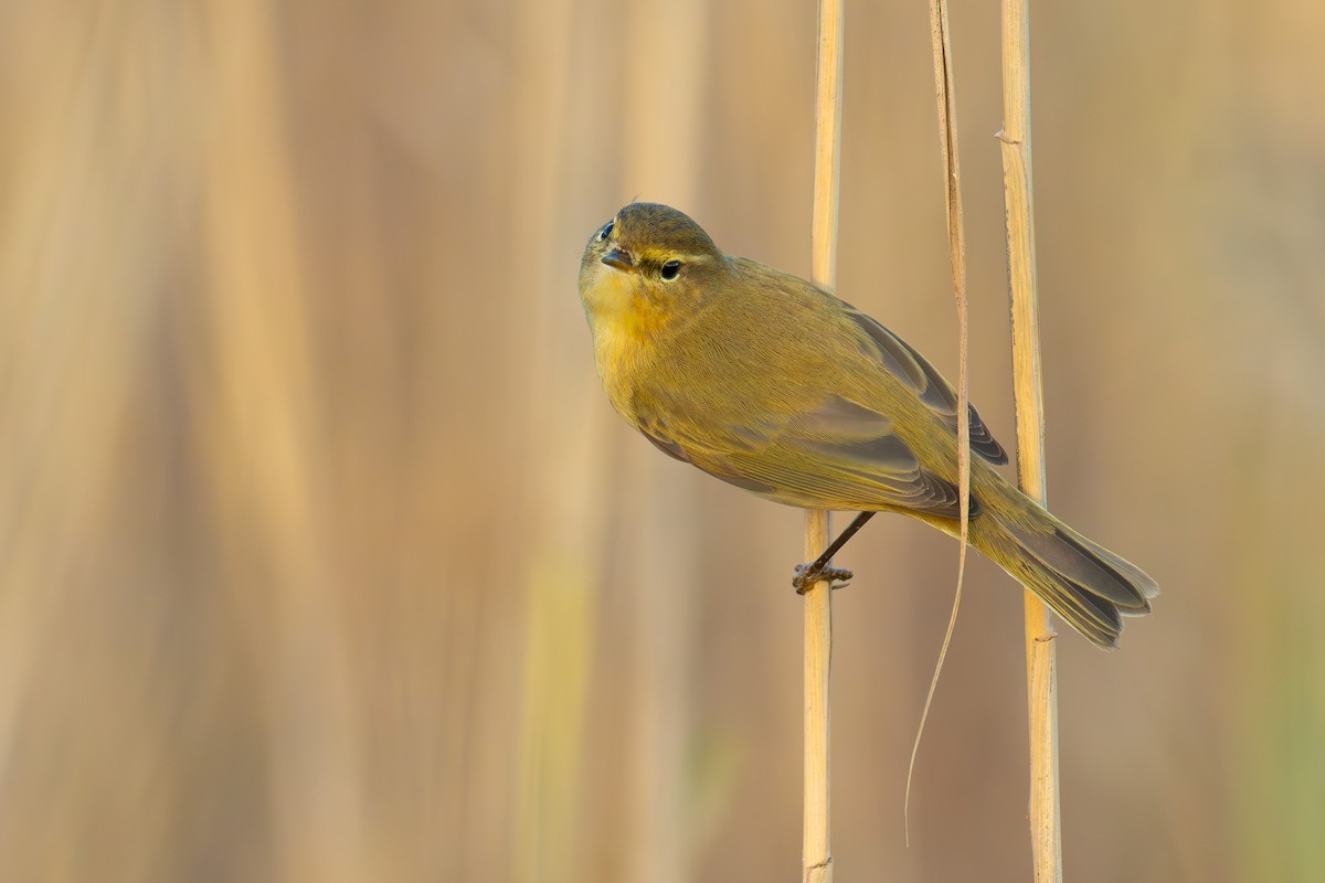 Common Chiffchaff - ML646680490