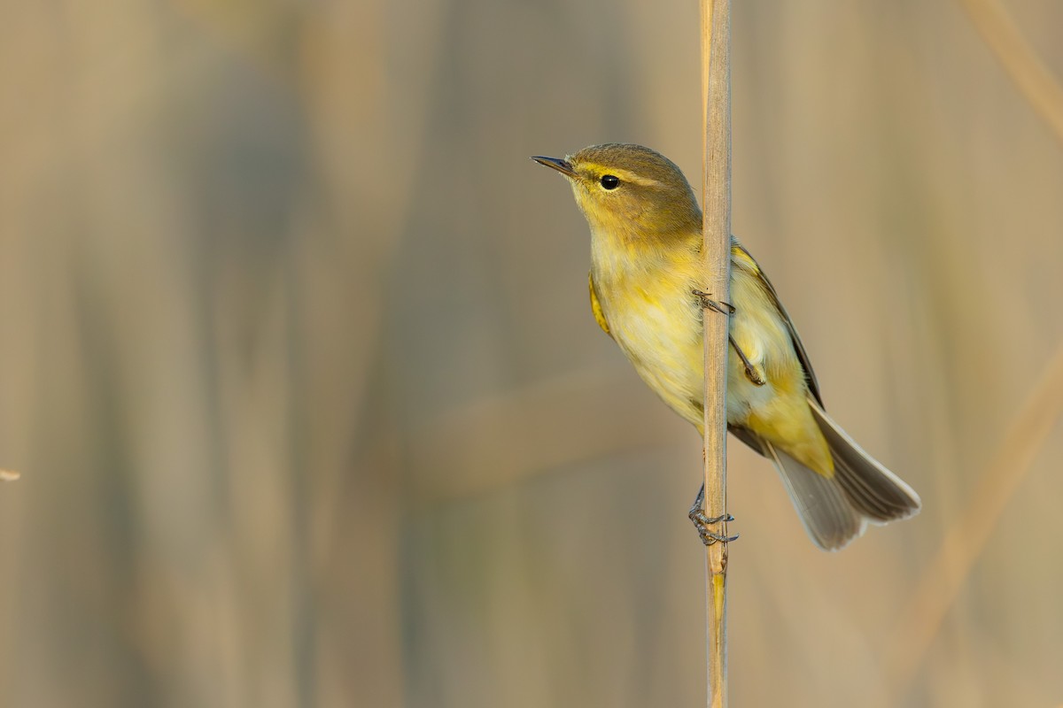 Вівчарик-ковалик - ML646680491