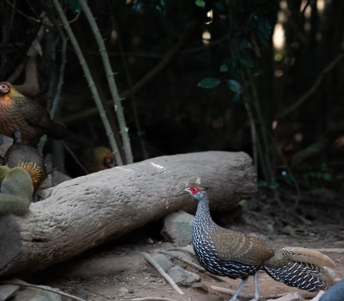 ミヤマハッカン - ML646680492