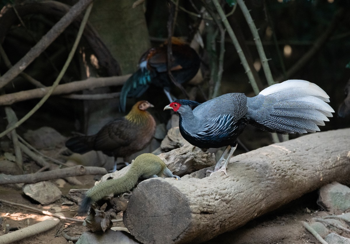 ミヤマハッカン - ML646680493