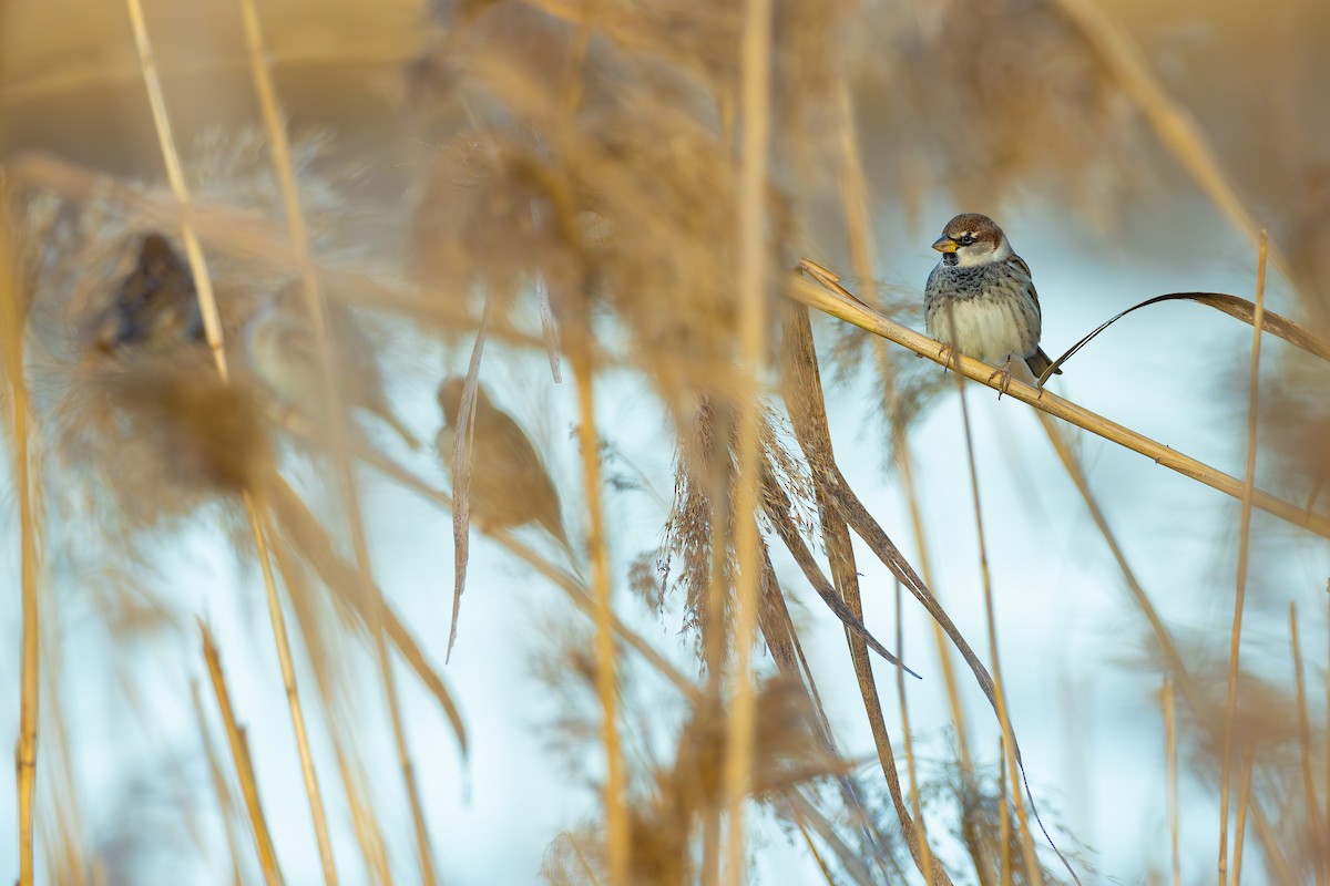 Горобець чорногрудий - ML646680494