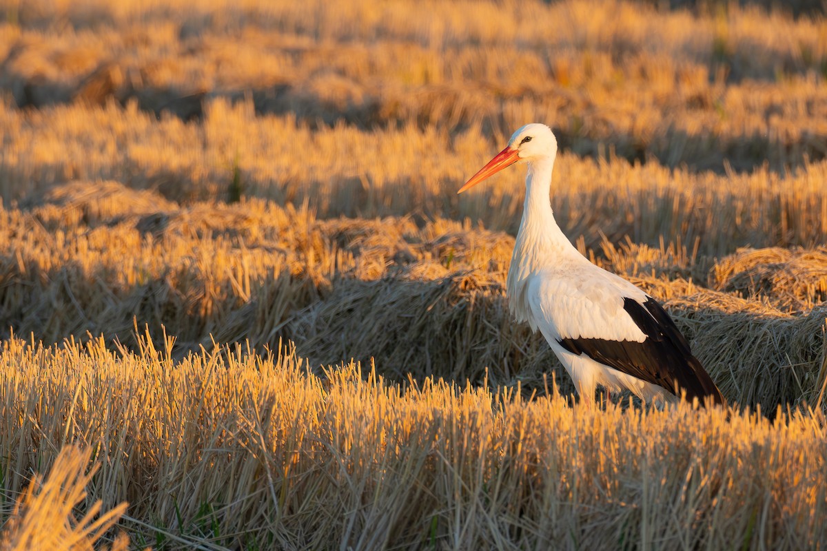 Лелека білий - ML646680496