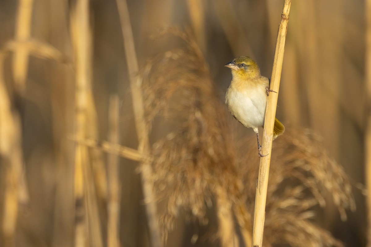 Black-headed Weaver - ML646680497
