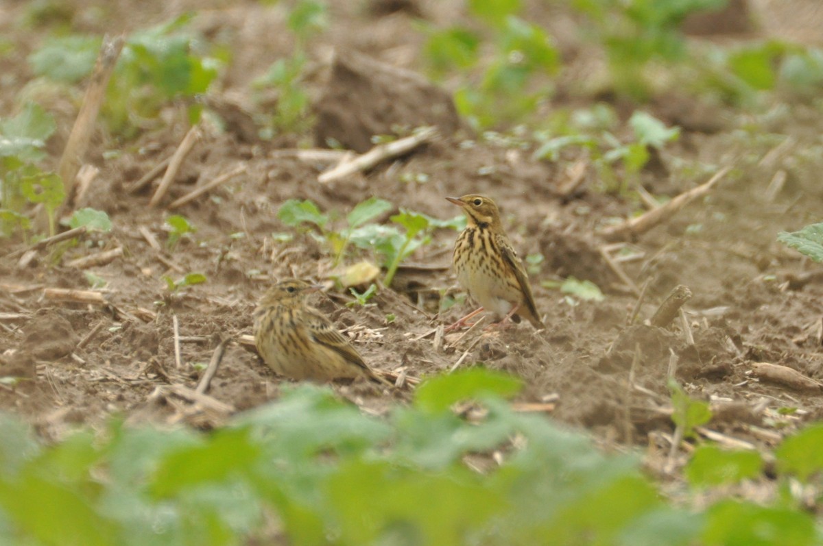 ヨーロッパビンズイ - ML646680502