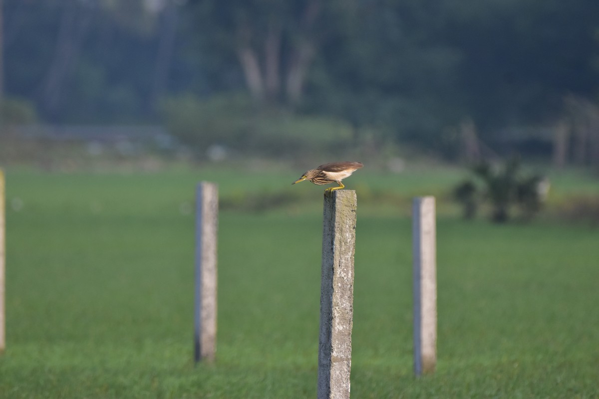 Indian Pond-Heron - ML646680503