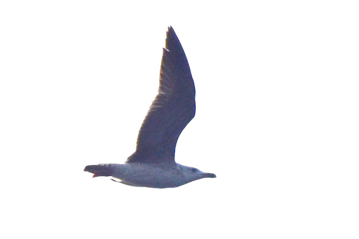 Lesser Black-backed Gull - ML646680504