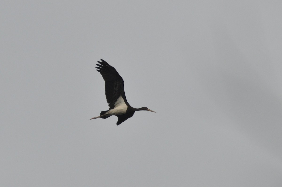 ナベコウ - ML646680507