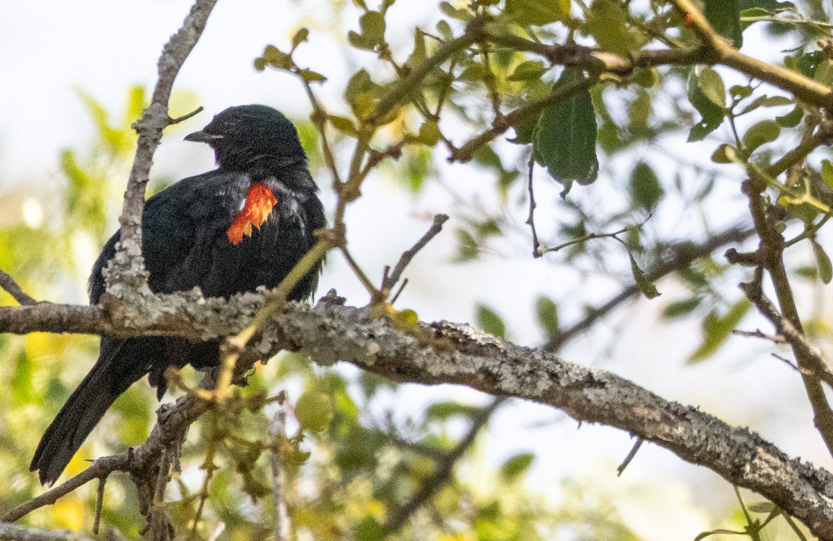 Red-shouldered Cuckooshrike - ML646680508