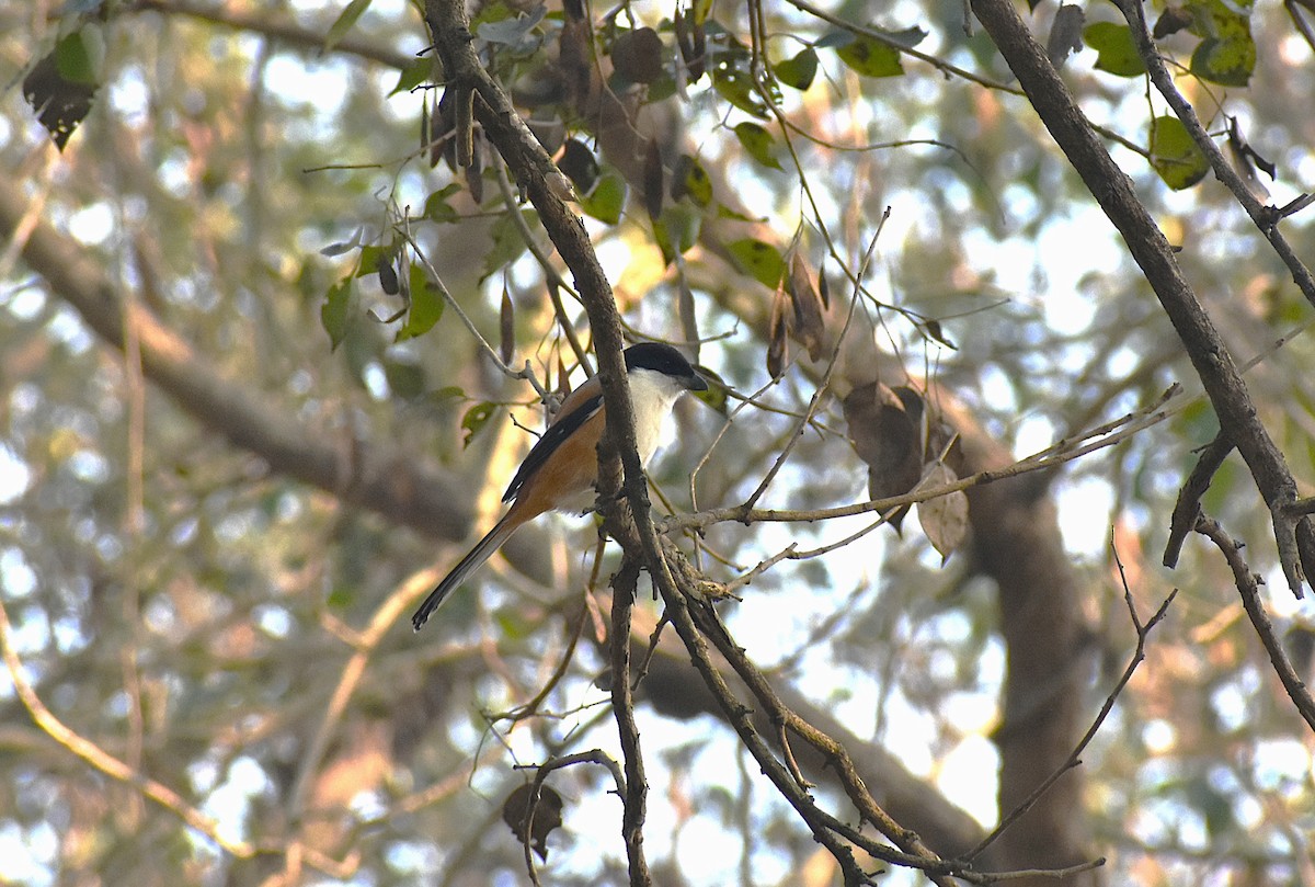 棕背伯勞 - ML646680509