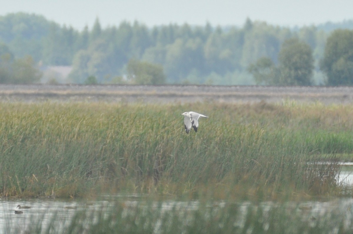 オオズグロカモメ - ML646680510