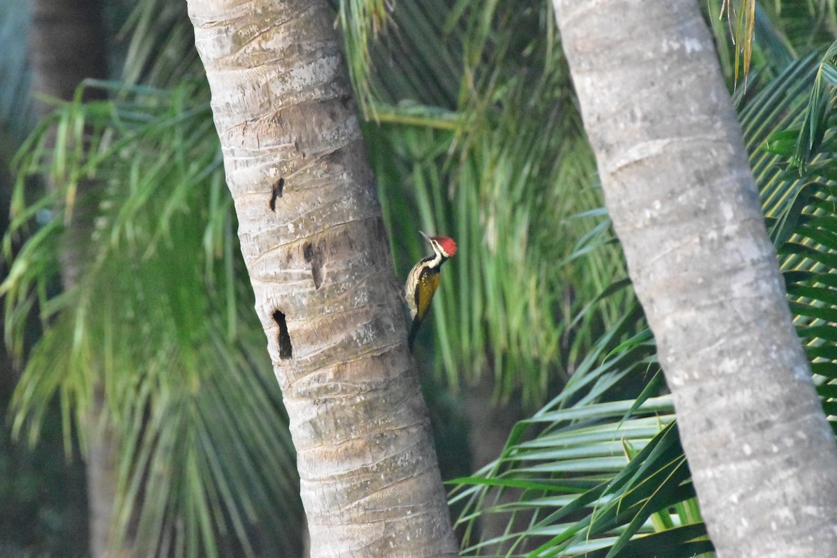 Black-rumped Flameback - ML646680511