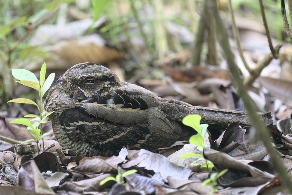 Large-tailed Nightjar - ML646680513