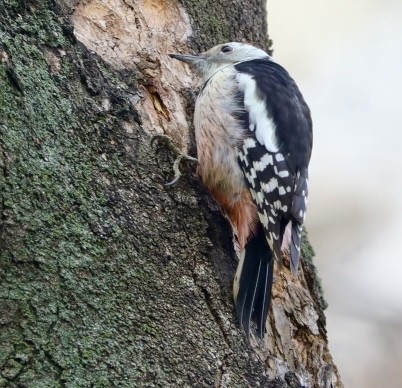 נקר בינוני - ML646680514